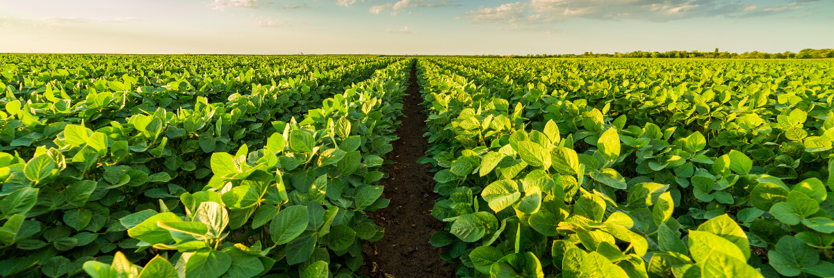 Global Forum for Food and Agriculture