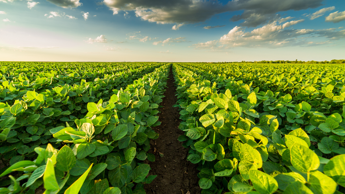 Global Forum for Food and Agriculture